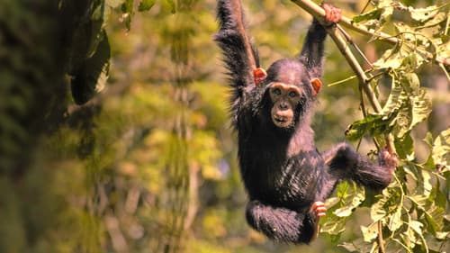 Wildes Uganda Bild 4