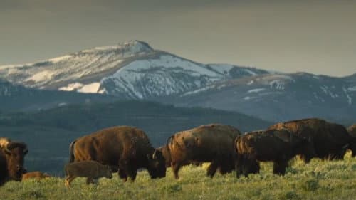 Aiskótáhkapiyaaya Bild 4