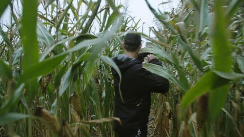 Cannabis illégal Bild 5