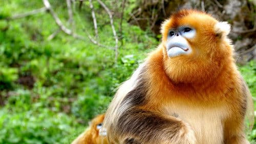 The Hidden Kingdoms of China Bild 4