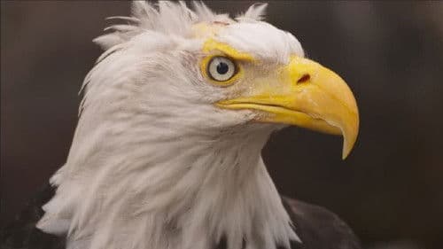 Alaskas Wildtier-Retter Bild 8