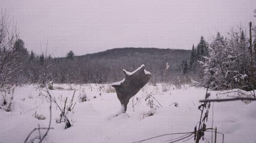 Festin boréal Bild 1