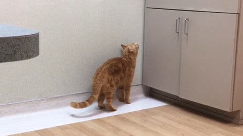 The Adventures of Murphy the Cat #4 Bild 1