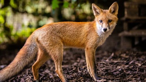 Foxes: Their Secret World Bild 2