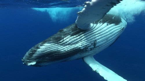 Im Reich der Tiefe Bild 1