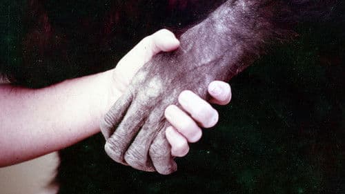 Lucy the Human Chimp Bild 7