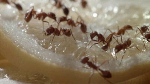 Almost Not Beautiful Bild 3