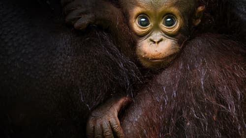 Eden: Untamed Planet Bild 1