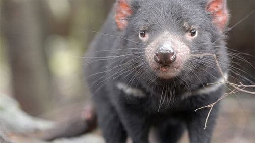 Extraordinary Australia Bild 5