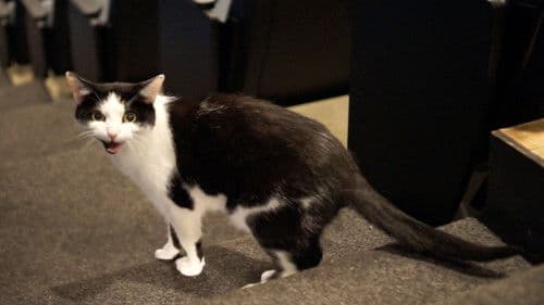 Quarantine Cat Film Festival Bild 3