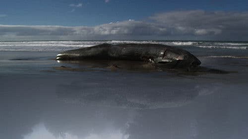 ¡Vivan las Antipodas! Bild 2