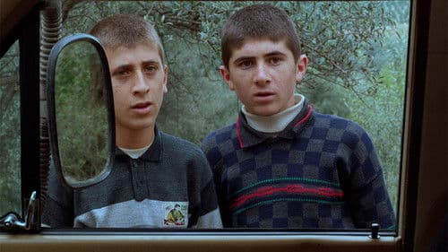 Quer durch den Olivenhain Bild 5