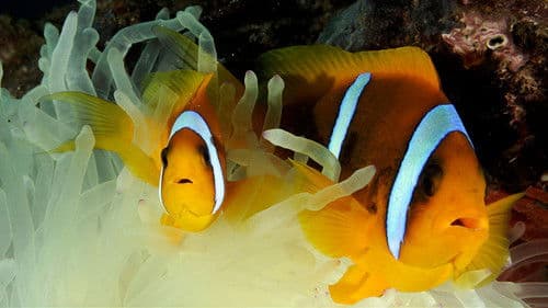 Filmstar Fish: Struggle For Survival Bild 1