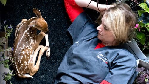 Heartland Docs, DVM Bild 5