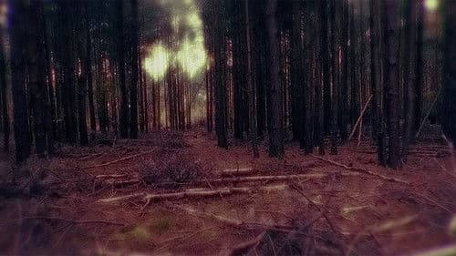 Shallow Grave Bild 1