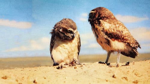 Wunder der Prärie Bild 2