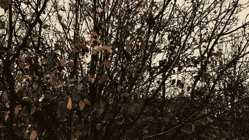 Meshes of an Autumn Afternoon Bild 1