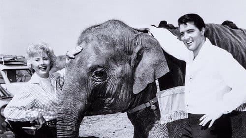 König der heißen Rhythmen Bild 4