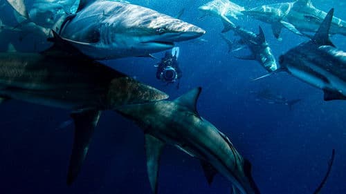 50 Shades of Sharks Bild 4