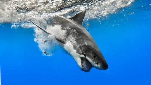 Auf der Spur der Killerhaie Bild 2