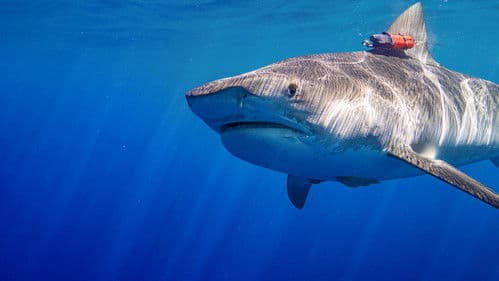 Die Tigerhaie von Maui Bild 8