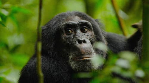 NGOGO - Königreich der Affen Bild 2