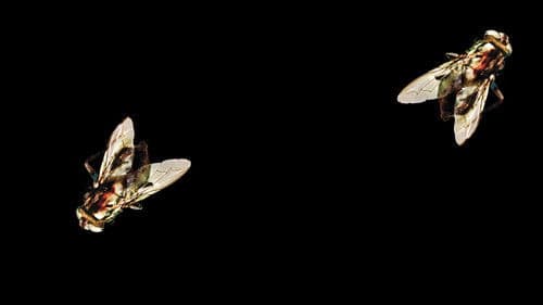 Die Fliege II Bild 6