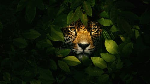 Jaguar vs. Krokodil Bild 3