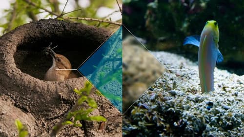 Baumeister des Tierreichs Bild 2