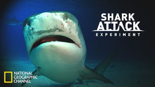 Shark Attack Experiment Live Bild 2