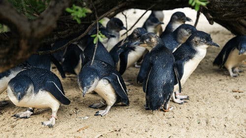 Secrets of the Zoo: Down Under Bild 2