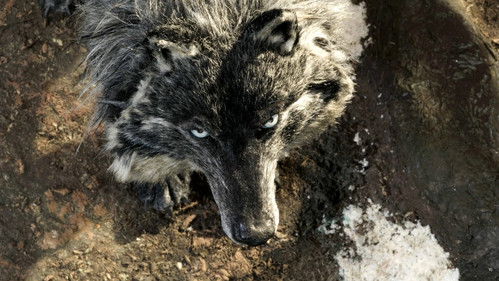 Peter und der Wolf Bild 8