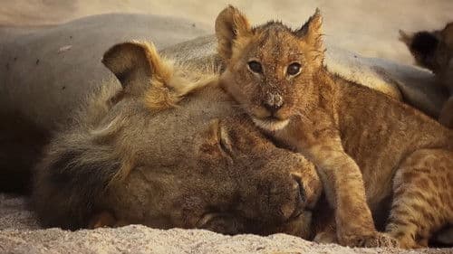 Das Gesetz der Löwen Bild 1