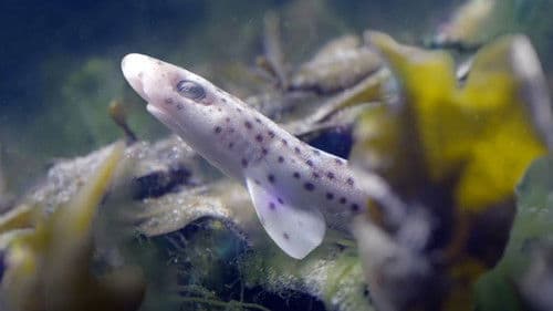 Ebbe - Ein tierisches Kammerspiel Bild 4