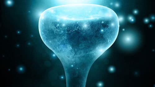 Neurons to Nirvana Bild 1