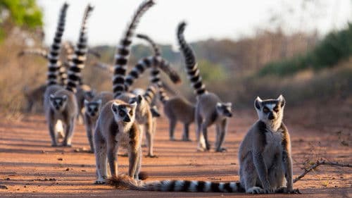 Gangs of Lemur Island Bild 1