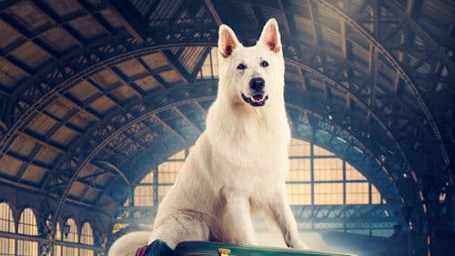 Lampo: Ein Vierbeiner auf Reisen Bild 5