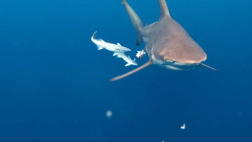 Im Reich der Riesenhaie Bild 3