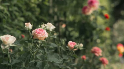 We Grew Apart Bild 2