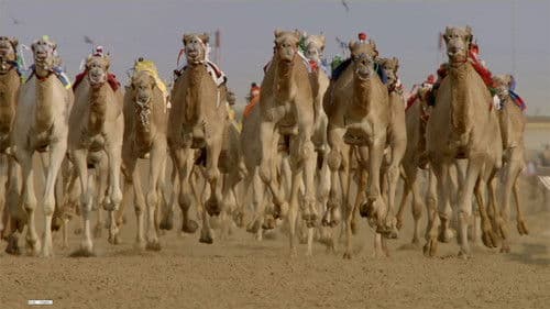 Wild Arabia Bild 3