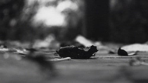 The pulse of everything from where we arose and departed Bild 1