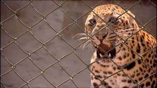 72 gefährliche Tiere: Asien Bild 2