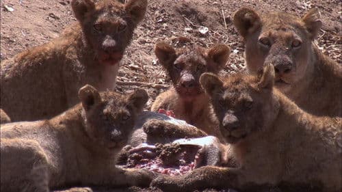 Predator's Playground Bild 6