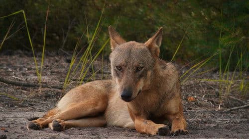 Im Land der Wölfe Bild 5