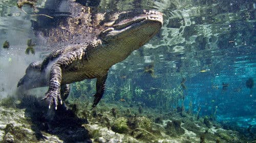 Florida Untamed Bild 1