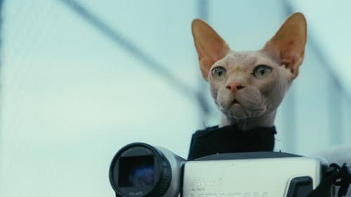 Don't Come Home Before Midnight Bild 1