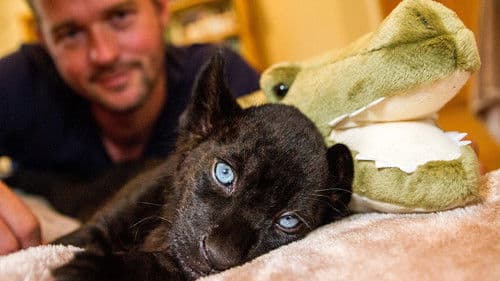 Big Cats About The House Bild 1