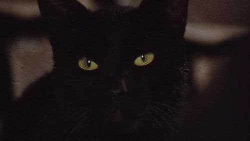 The Black Cat Bild 5