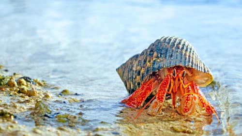 Asiens tierische Freaks Bild 7