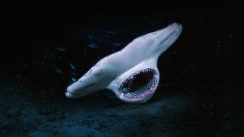 When Sharks Attack... and Why Bild 1